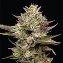 Moon Fog (Humboldt Seed Company) Feminiserade