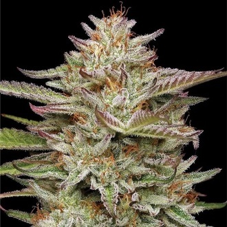 Banana OG Auto (Humboldt Seed Company) Feminiserade