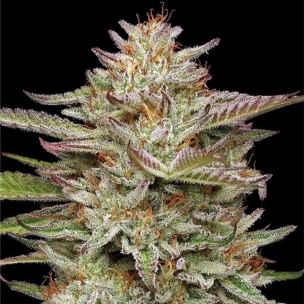 Banana OG Auto (Humboldt Seed Company) Feminiserade