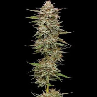 Banana OG Auto (Humboldt Seed Company) Feminiserade