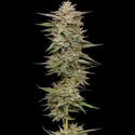 Banana OG Auto (Humboldt Seed Company) Feminiserade