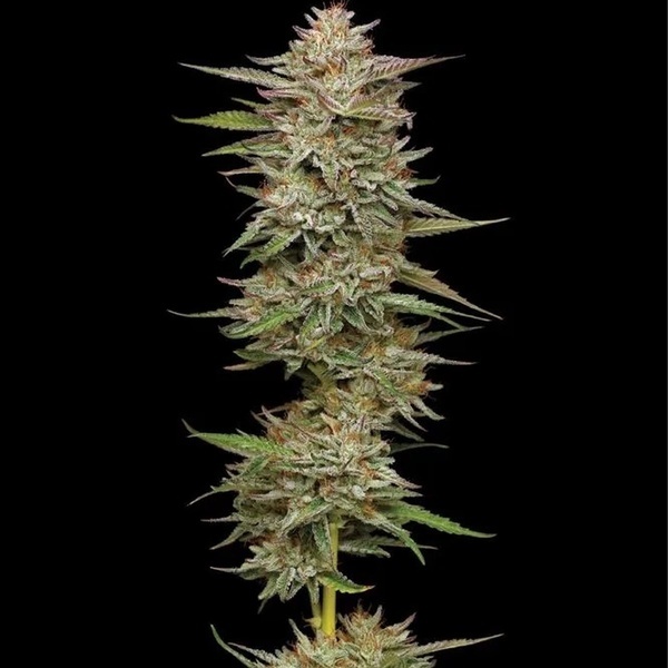 Banana OG Auto (Humboldt Seed Company) Feminiserade