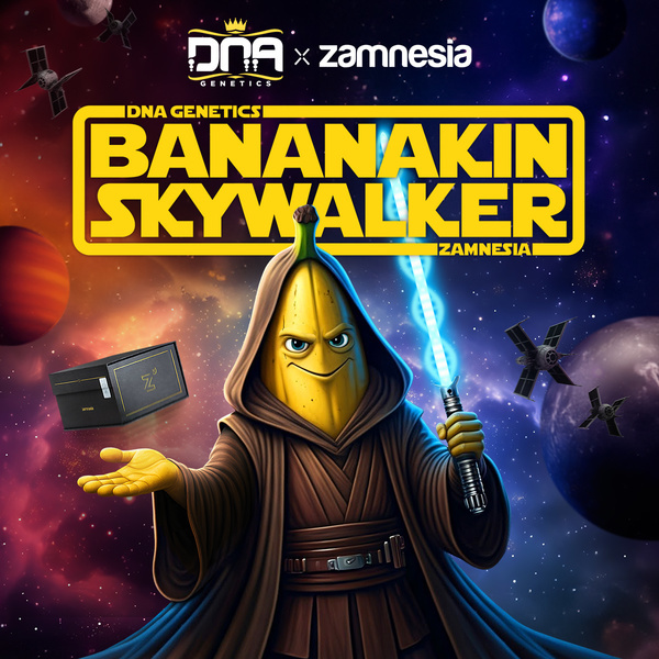 Bananakin Skywalker (Zamnesia Seeds x DNA Genetics) Feminiserade