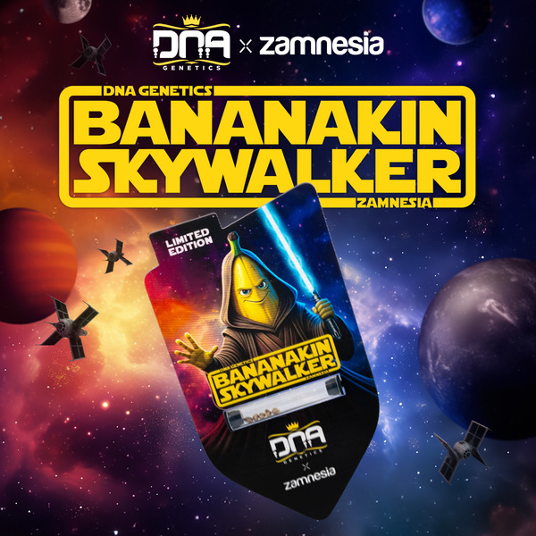 Bananakin Skywalker (Zamnesia Seeds x DNA Genetics) Feminiserade