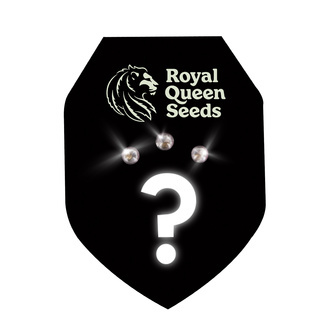 Mystiska Feminiserade fr&ouml;n 3 (Royal Queen Seeds)