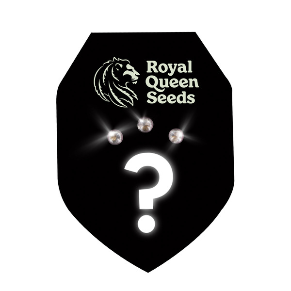 Mystiska Feminiserade frön 3 (Royal Queen Seeds)