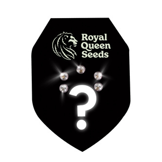 Feminiserade mysteriefr&ouml;n 5 (Royal Queen Seeds)