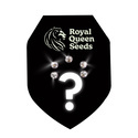 Mystiska Feminiserade frön 5 (Royal Queen Seeds)