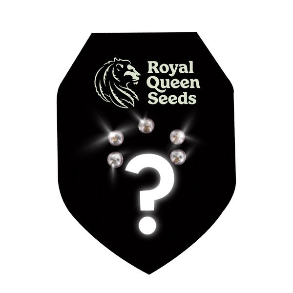 Autoflower mystiska frön 5 (Royal Queen Seeds)