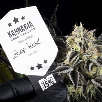 Zoap Rosé (Kannabia) Feminiserade