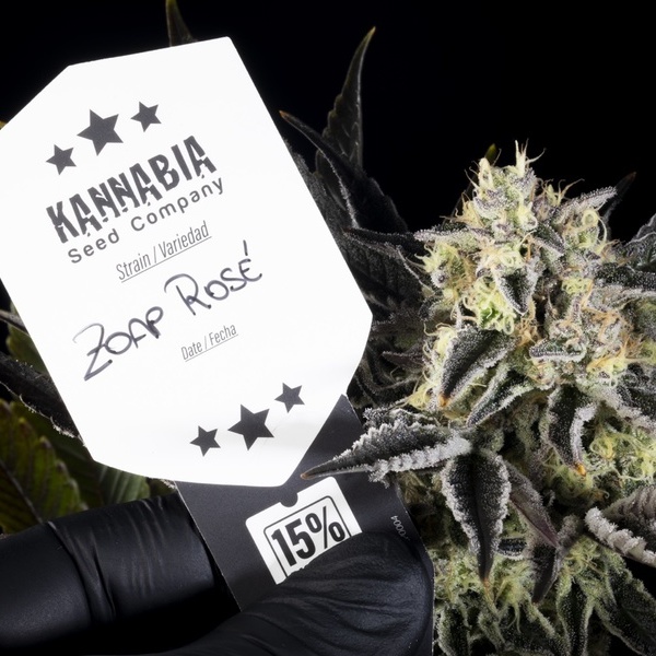 Zoap Rosé (Kannabia) Feminiserade