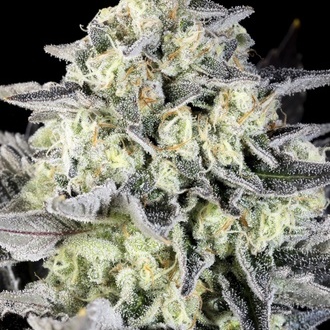 Zoap Rosé (Kannabia) Feminiserade