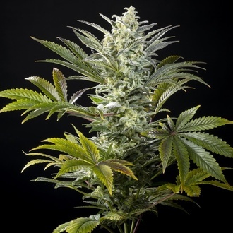 Clementine Slush (Kannabia) Feminiserade