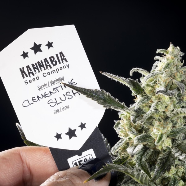 Clementine Slush (Kannabia) Feminiserade