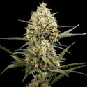 Clementine Slush (Kannabia) Feminiserade