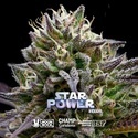 Star Power (BSF Seeds x Moon Rock) Feminiserade