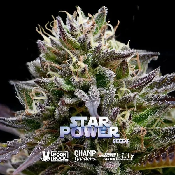 Star Power (BSF Seeds x Moon Rock) Feminiserade