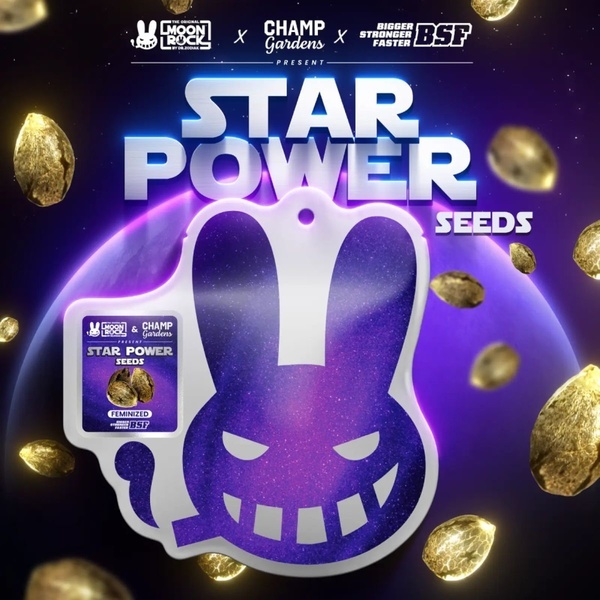 Star Power (BSF Seeds x Moon Rock) Feminiserade