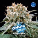 Choco Cream (BSF Seeds) Feminiserade