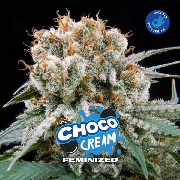 Choco Cream (BSF Seeds) Feminiserade