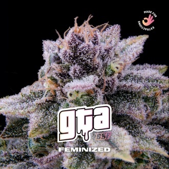 GTA (BSF Seeds) Feminiserade
