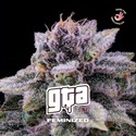 GTA (BSF Seeds) Feminiserade