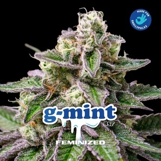 G-Mint (BSF Seeds) Feminiserade