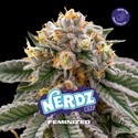 Nerdz (BSF Seeds) Feminiserade