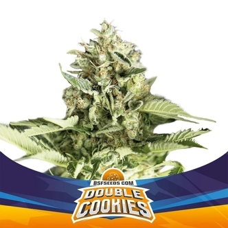 Double Cookies Auto (BSF Seeds) feminiserade cannabisfr&ouml;n