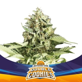 Double Cookies Auto (BSF Seeds) Feminiserade