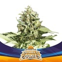 Double Cookies Auto (BSF Seeds) Feminiserade