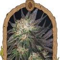 Georgia Cream (Exotic Seed) Feminiserade