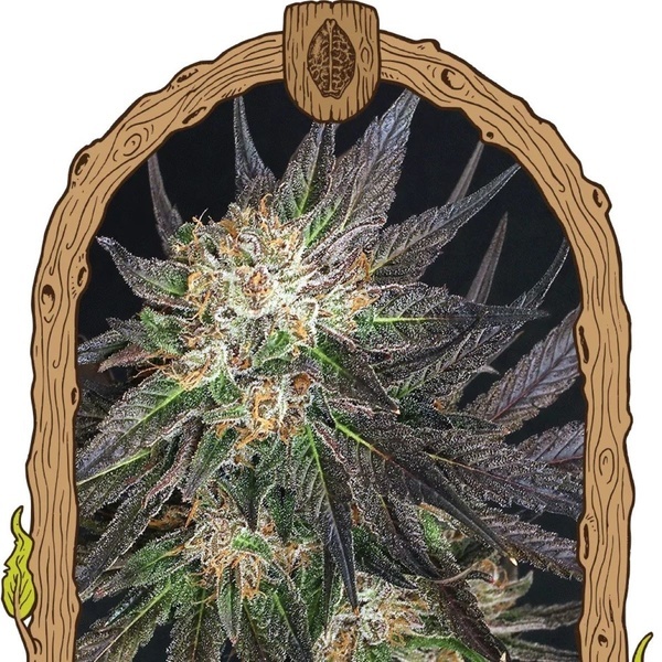 Georgia Cream (Exotic Seed) Feminiserade