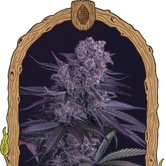 Quick Black Lemon (Exotic Seed) feminiserade cannabisfr&ouml;n