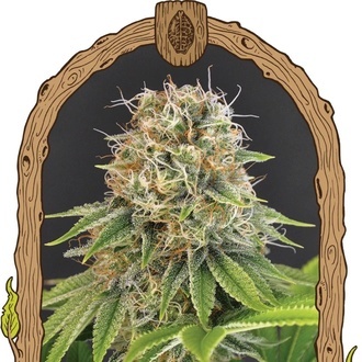 Wedding Monkey (Exotic Seed) Feminiserade