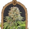Wedding Monkey (Exotic Seed) Feminiserade