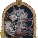 Black Lemon (Exotic Seeds) Feminiserade