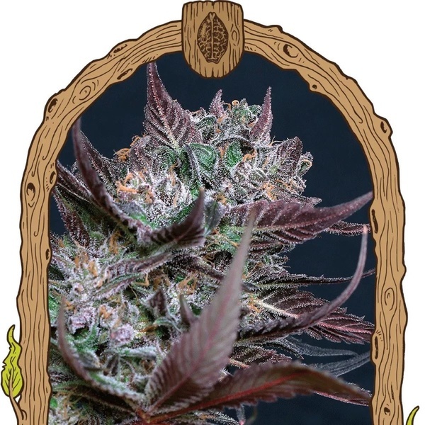 Black Lemon (Exotic Seeds) Feminiserade