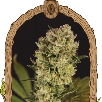 Candy Jungle Auto (Exotic Seed) Feminiserade