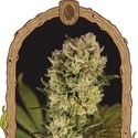 Candy Jungle Auto (Exotic Seed) Feminiserade