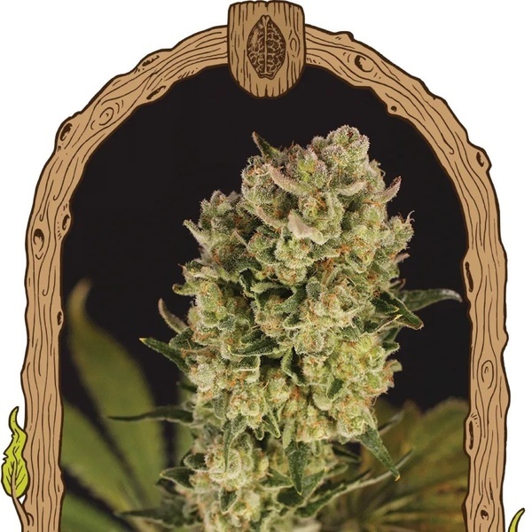 Candy Jungle Auto (Exotic Seed) Feminiserade
