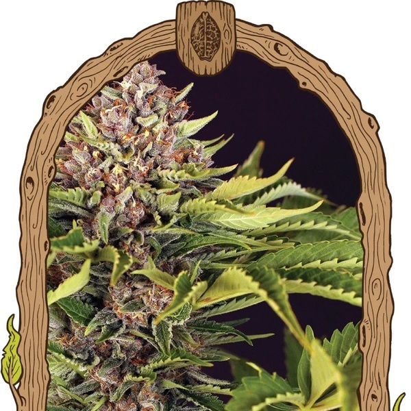 ZZZ... (Exotic Seeds) Feminiserade