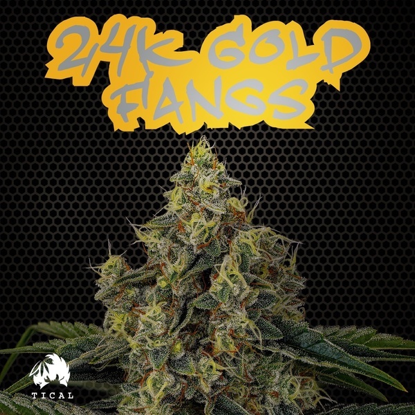 24K Gold Fangs (TICAL) Feminiserade