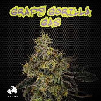 Grape Gorilla Gas (TICAL) feminiserade cannabisfr&ouml;n
