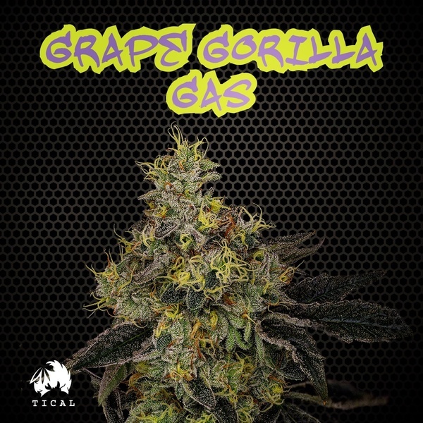 Grape Gorilla Gas (TICAL) Feminiserade