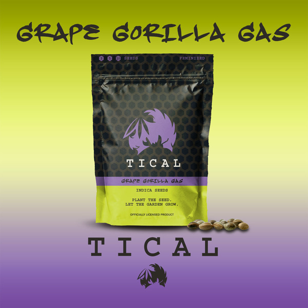 Grape Gorilla Gas (TICAL) Feminiserade