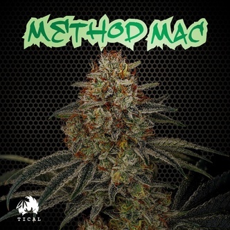 Method Mac (Tical Genetics) Feminiserade cannabisfr&ouml;n