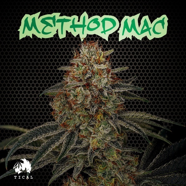 Method Mac (TICAL) Feminiserade