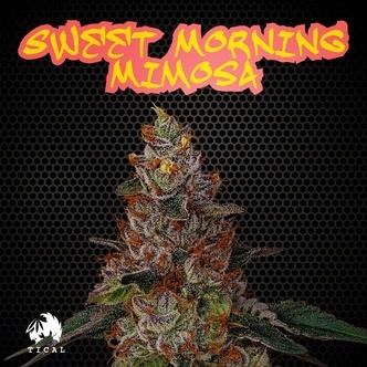 Sweet Morning Mimosa (TICAL) feminiserade cannabisfr&ouml;n