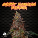 Sweet Morning Mimosa (TICAL) Feminiserade